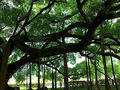 Yangshuo aged Banyan Tree